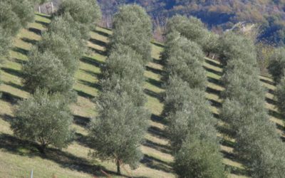 Giornata Aperta delle Fattorie Didattiche del Veneto